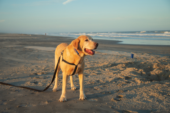 Avalon, NJ, USA 8/4/2020: A Yellow Labrador Retriever enjoys a golden hour sunset romp on the beach in Avalon, NJ.